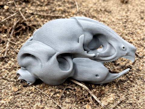 Degu Skull 3D Model