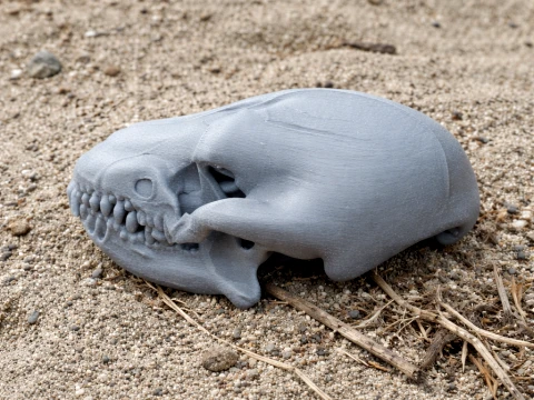 Desert Hedgehog Skull 3D Model