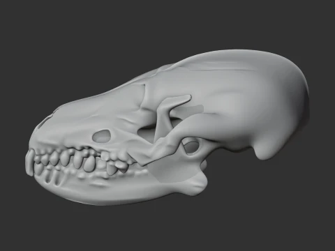 Desert Hedgehog Skull 3D Model