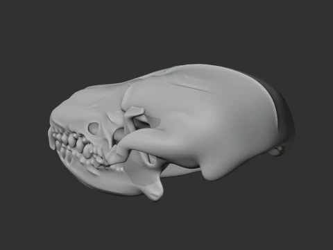 Desert Hedgehog Skull 3D Model