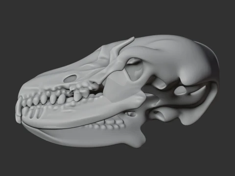 Desert Hedgehog Skull 3D Model