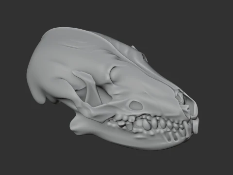 Desert Hedgehog Skull 3D Model