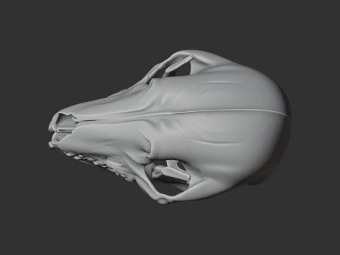 Desert Hedgehog Skull 3D Model