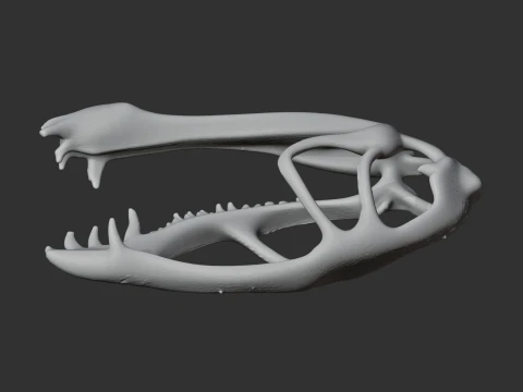 Dimorphodon Skull 3D Model