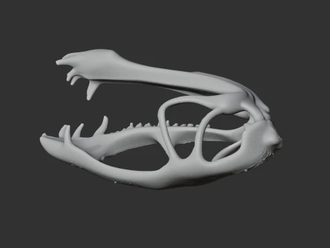 Dimorphodon Skull 3D Model