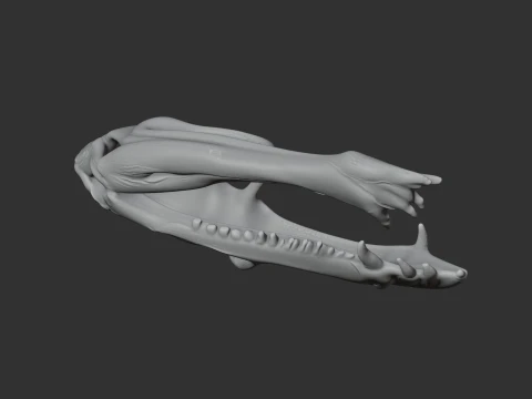 Dimorphodon Skull 3D Model