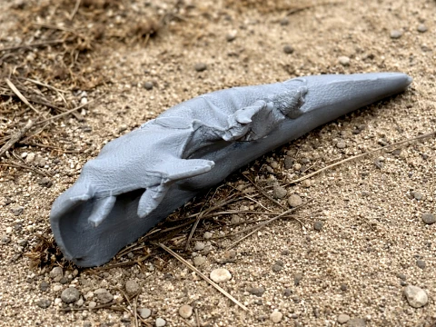 Cr&acirc;nio Diplocaulus Modelo 3D