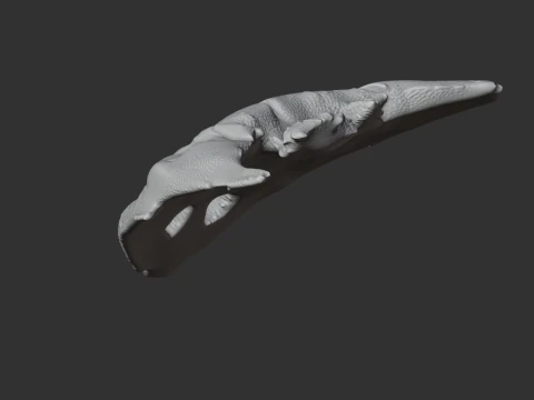 Diplocaulus Skull 3D Model