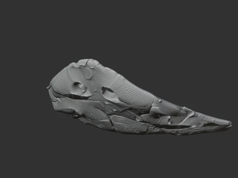 Diplocaulus Skull 3D Model