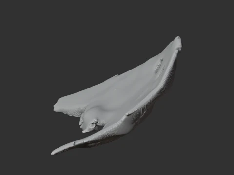 Diplocaulus Skull 3D Model