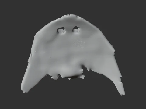 Diplocaulus Skull 3D Model