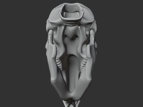 Diprotodon Skull 3D Model