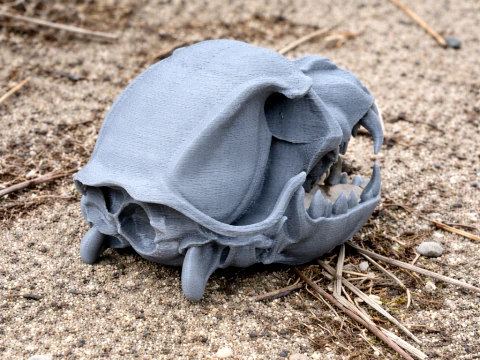 Dog Skull 3D Model