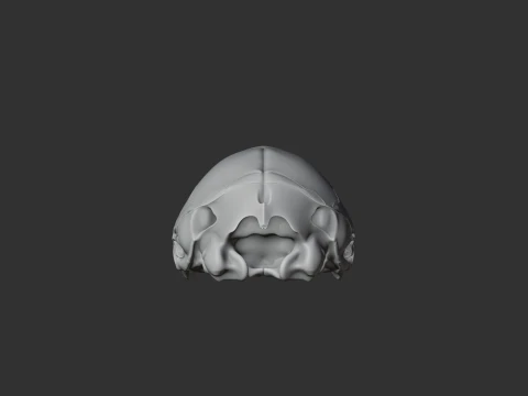 Dusky Antechinus Skull 3D Model