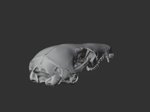 Dusky Antechinus Skull 3D Model