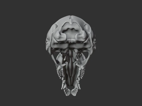 Dusky Antechinus Skull 3D Model