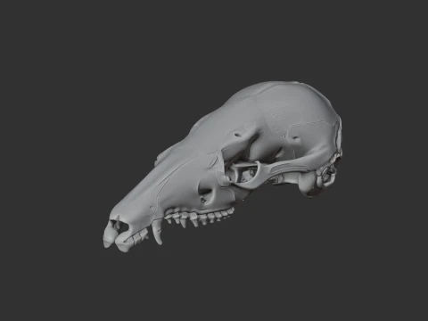 Dusky Antechinus Skull 3D Model