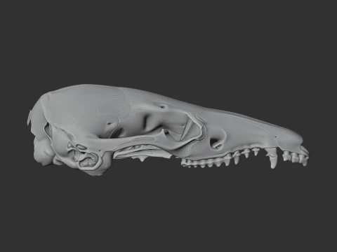Dusky Antechinus Skull 3D Model