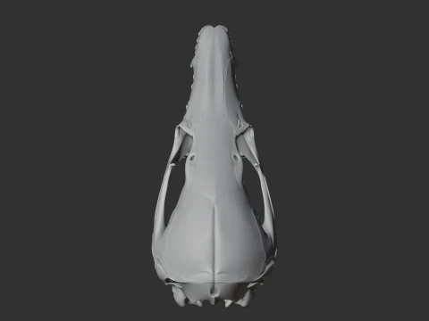 Dusky Antechinus Skull 3D Model