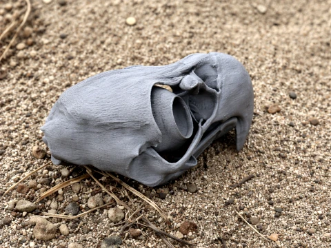 Cr&aacute;neo de &aacute;guila Modelo 3D