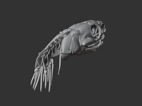 Eastern Brown Snake Skull 3D Model