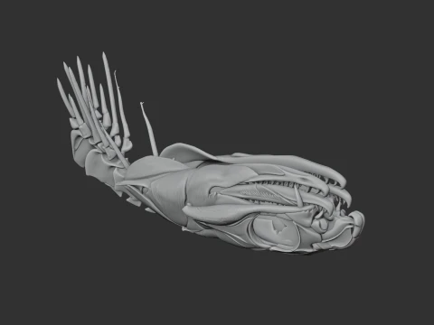Eastern Brown Snake Skull 3D Model