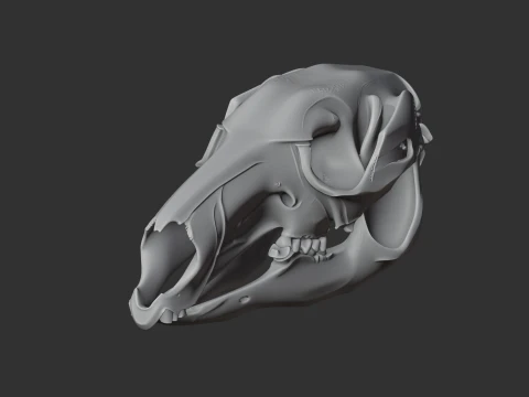 Eastern Grey Kangaroo Skull 3D Model