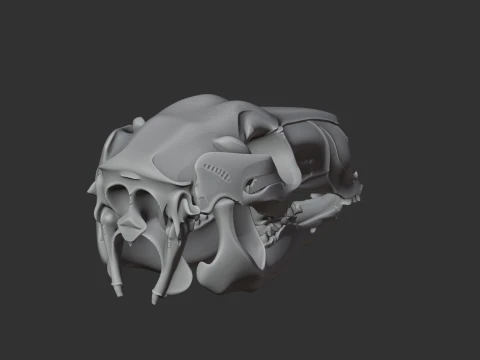 Eastern Grey Kangaroo Skull 3D Model