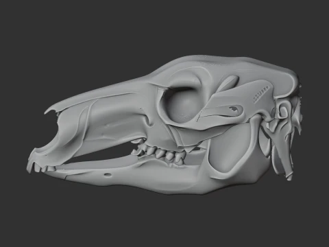 Eastern Grey Kangaroo Skull 3D Model