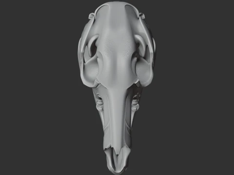 Eastern Grey Kangaroo Skull 3D Model