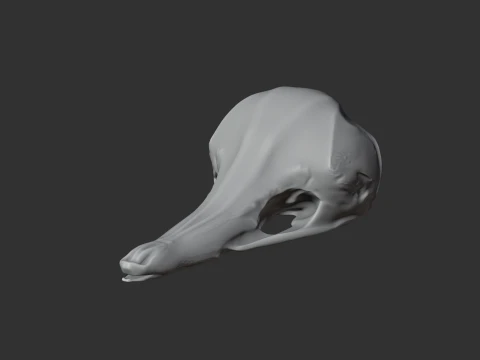 Eastern Long-beaked Echidna Skull 3D Model