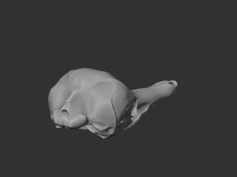 Eastern Long-beaked Echidna Skull 3D Model