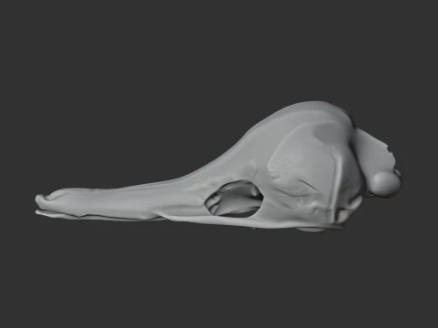 Eastern Long-beaked Echidna Skull 3D Model