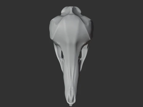 Eastern Long-beaked Echidna Skull 3D Model