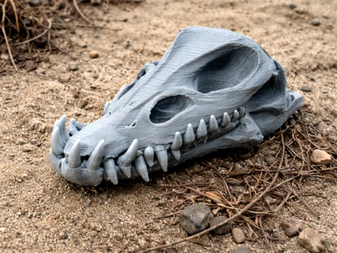 Elasmosaurus Skull 3D Model