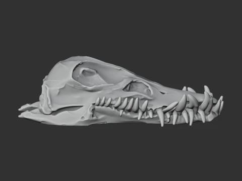 Elasmosaurus Skull 3D Model