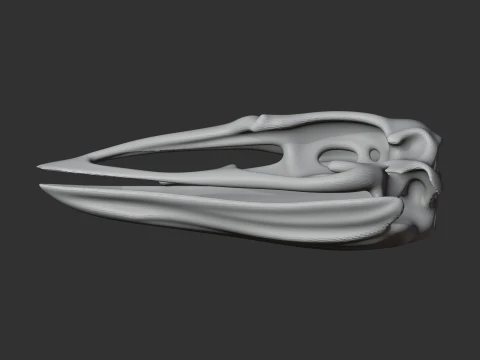 Elephant Bird Aepyornis Skull 3D Model