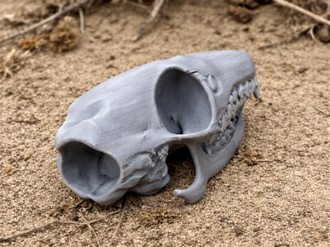Cr&aacute;neo de musara&ntilde;a elefante Modelo 3D