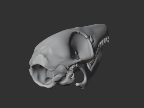 Elephant Shrew Skull 3D Model