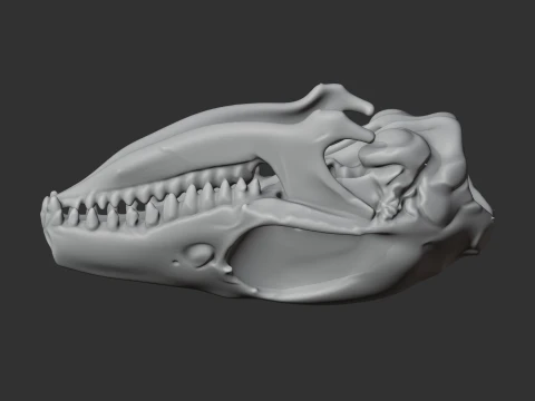 Elephant Shrew Skull 3D Model