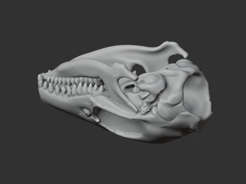 Elephant Shrew Skull 3D Model