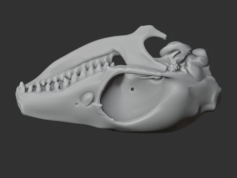 Elephant Shrew Skull 3D Model