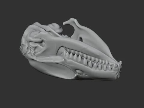 Elephant Shrew Skull 3D Model