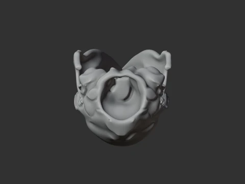 Elephant Shrew Skull 3D Model