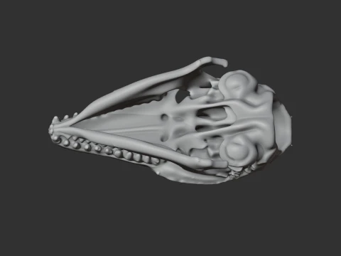 Elephant Shrew Skull 3D Model