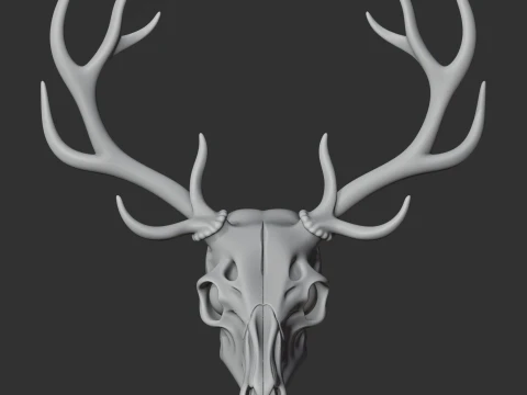 Elk Skull 3D Model