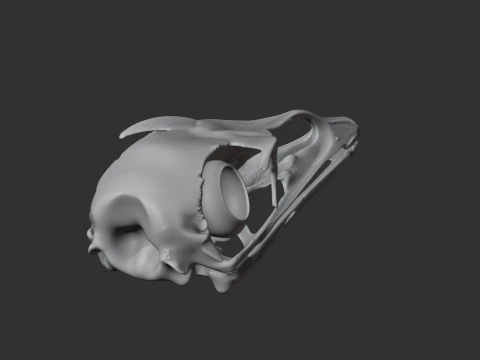 Emu Skull 3D Model