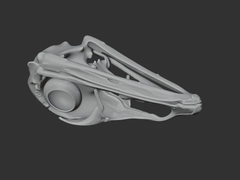 Emu Skull 3D Model