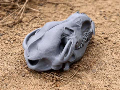 Cr&aacute;neo de lobo euroasi&aacute;tico Modelo 3D