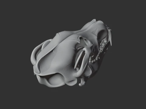 Eurasian Wolf Skull 3D Model